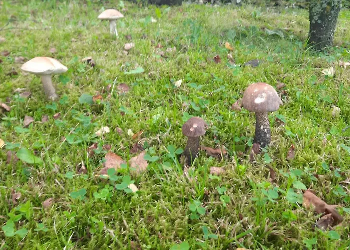 Marta M Sauna Jacuzzi Ζακοπάνε